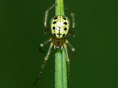 Cobweb Spider